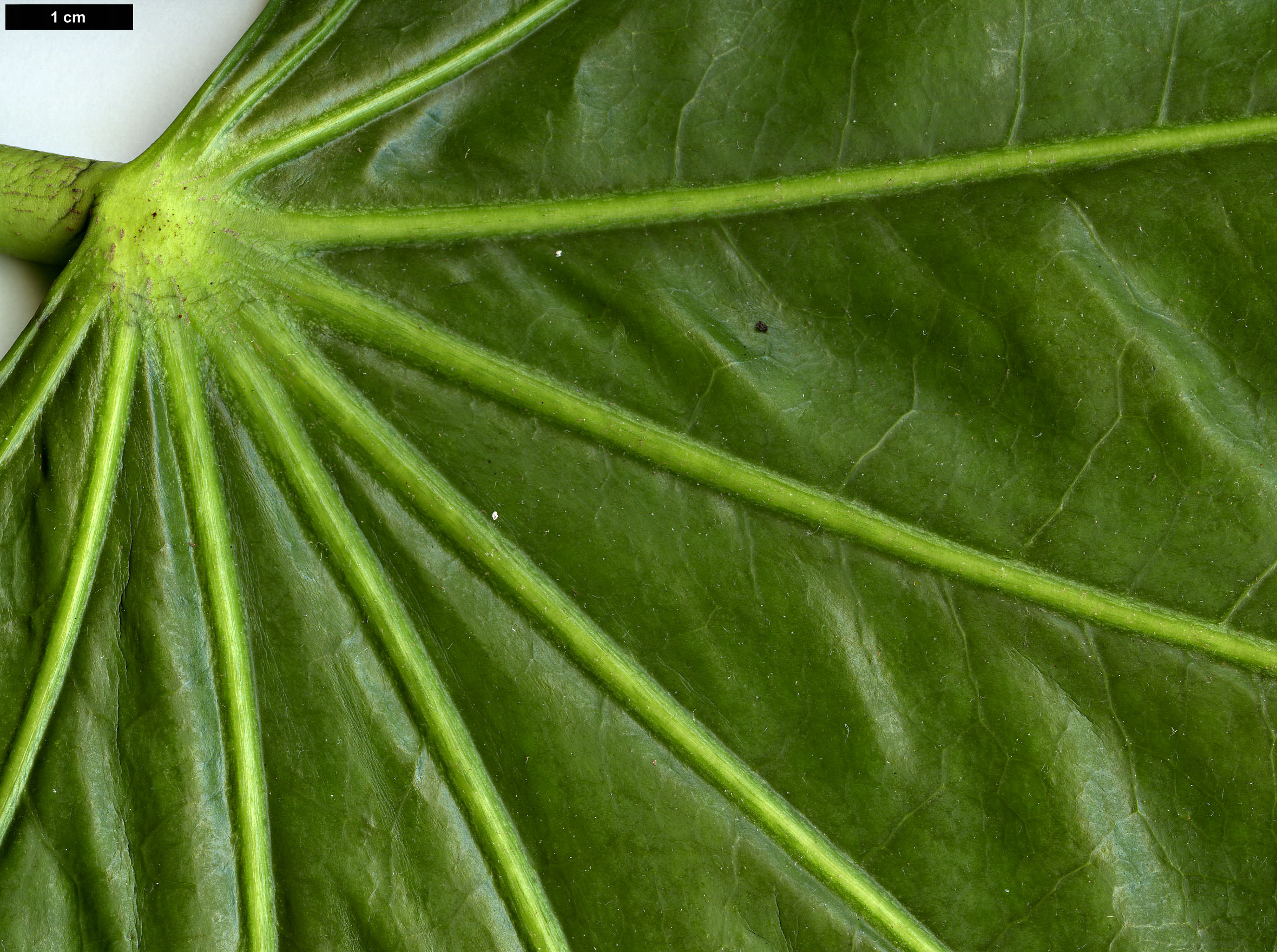 High resolution image: Family: Araliaceae - Genus: Fatsia - Taxon: polycarpa